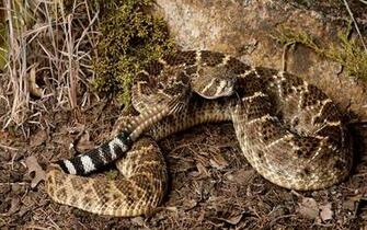 Wallpaper Rattlesnake