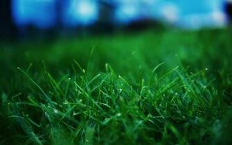 Magnificent Collection Of Green Wallpaper Graphicslava
