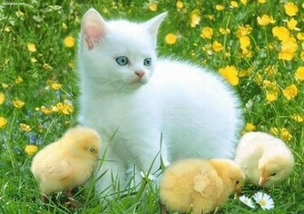 Cute Baby Animal Wallpaper Pictures