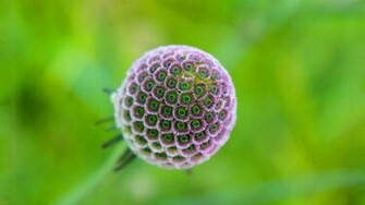 Current Location Home Nature Flowers Exotic Flower Wallpaper