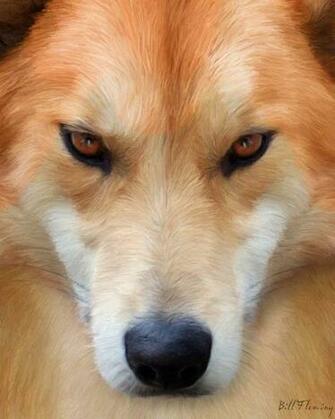 Dingo By Komodoempire