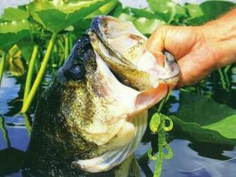 Materiel Pour Le Black Bass Sujets Divers Pr Sentations Achigan