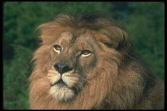 Wallpaper Cats Aslanlar Arka Plan Resimleri Lions Background