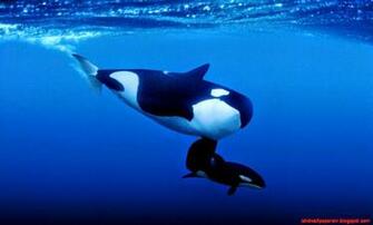 Killer Whale Orca Swimming Widescreen Wal Wallpaper