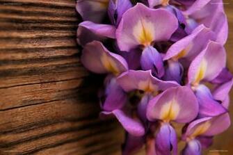 Desktop Wallpaper Background Wisteria Wood Computer Background