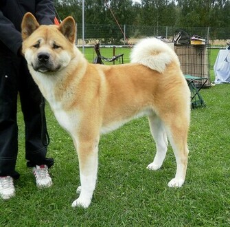 Akita Wallpaper Fun Animals Wiki Videos Pictures Stories