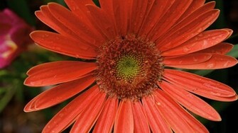 Gerbera Daisy Desktop For