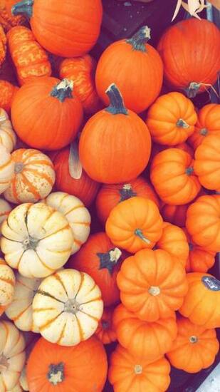 Fall Pumpkin Wallpaper Holidays In iPhone