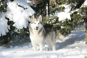 Alaskan Malamute Wallpaper HD