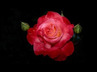 Rose Wallpaper