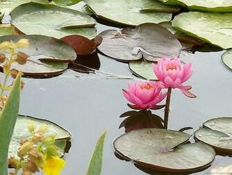 Pictures Of Nature Scenes