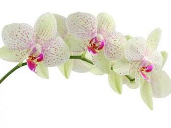 White Orchid Wallpaper Is One Of The Ornamental Plants That