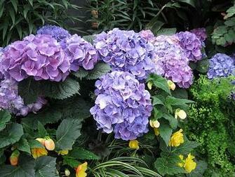 HD Flower Wallpaper Spring Flowers