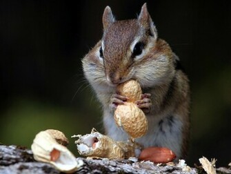 Beautiful Wallpaper Squirrels
