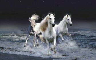 Horses Beautiful Wallpaper Hq Pictures