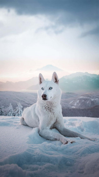 Wolf Phone Wallpaper