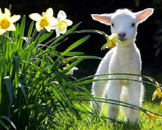 Lamb Daffodils Lambs White Flowers Baby Animals Wallpaper