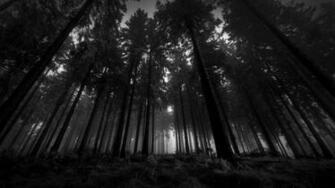 Dark Forest HD Wallpaper Image
