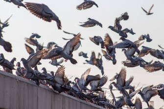 Birds Flying Wallpaper