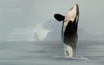 Orca Wallpaper Desktop Online