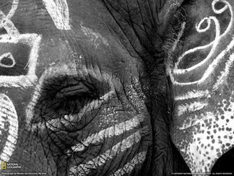 Indian Elephant Wallpaper Wallp