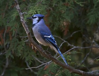 Regal Blue Jay Wallpaper