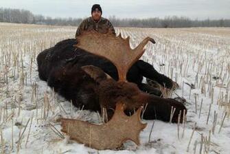 Alberta Mule Deer Hunting Elk Cougar Canada