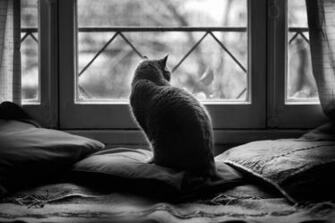 The Pillows Black And White Photo Wallpaper Image