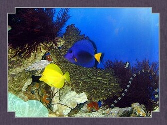 Tropical Fish Wallpaper
