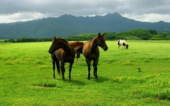 Pin Horse Wallpaper