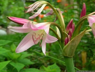 Desktop Wallpaper Flowers Gardens Background Tiger Lily