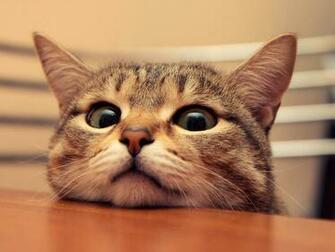 Cute Cat Desktop Pc And Mac Wallpaper