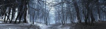 Multiple Display Snow Forest Nature Wallpaper HD