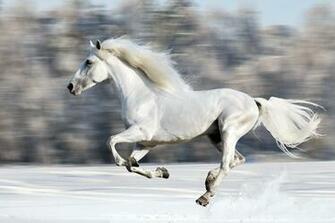 Galloping Wallpaper High Quality