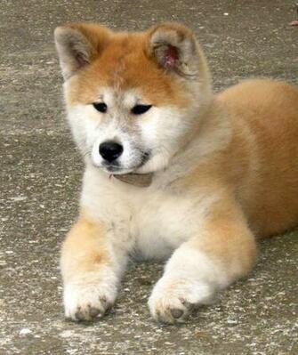 Nice Akita Inu At Rest Photo And Wallpaper Beautiful