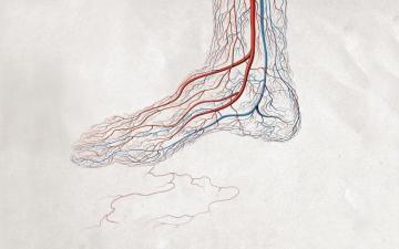The Foot Exposed Anatomy Image Wallpaper