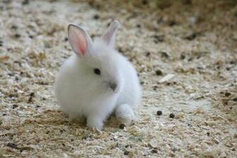 Unique Wallpaper Bunny