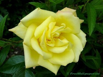 Yellow Rose Flower Wallpaper Background