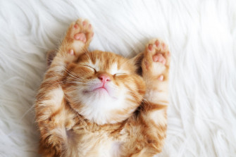 Cute Cat Photos To Melt Your Heart Pretty Presets For Lightroom