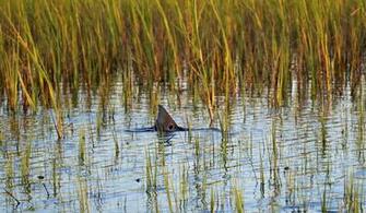Active On The Flooded Grass Flats Around Cape Romain And Winyah Bay