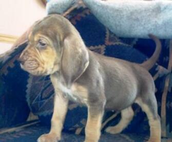 Bloodhound Puppies Dog HD Wallpaper Desktop Image