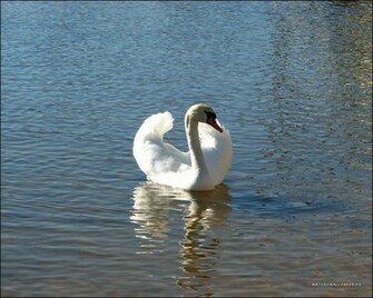 Wallpaper Swan Background