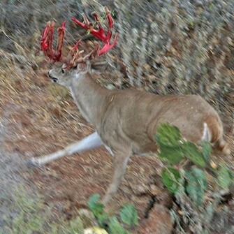 Pin Whitetail Deer Wallpaper