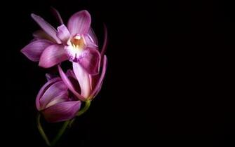 Flower Black Pink Tapet Orchid Orchids Flori Flowers Evridiki