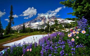 Mountains Snow Flowers Wallpaper HD Desktop And Mobile