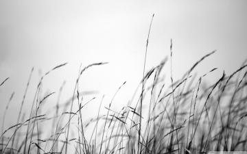 Field Grass Ultra HD Desktop Background Wallpaper For Multi