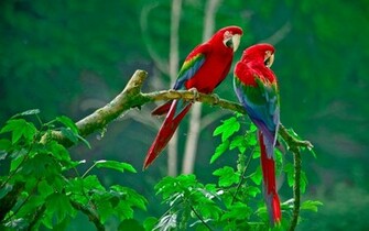 Tags Animal Wallpaper Birds Love