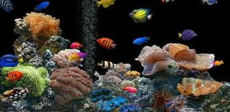 Aquario Vivo Wallpaper HD Cool Live Instalar