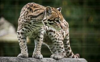 Ocelot HD Wallpaper Background Image Id