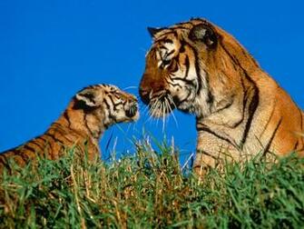 Animals Wallpaper Zoo Great African Animal